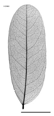 APII jpeg image of Dalbergia densa var. australis  © contact APII