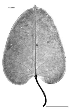 APII jpeg image of Leichhardtia microlepis  © contact APII