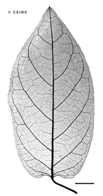 APII jpeg image of Parsonsia velutina  © contact APII