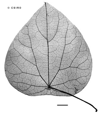 APII jpeg image of Cissampelos pareira var. hirsuta  © contact APII