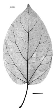 APII jpeg image of Gymnema pleiadenium  © contact APII