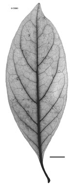 APII jpeg image of Coelospermum paniculatum  © contact APII