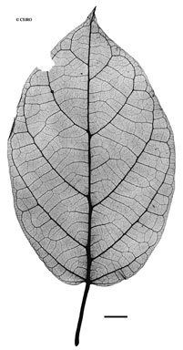 APII jpeg image of Parsonsia densivestita  © contact APII