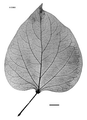 APII jpeg image of Adenia heterophylla subsp. australis  © contact APII