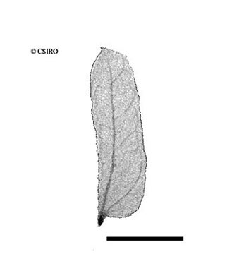 APII jpeg image of Senegalia albizioides  © contact APII