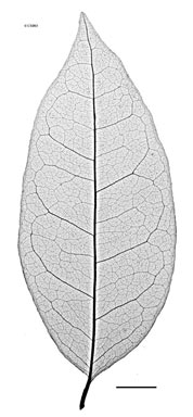 APII jpeg image of Palmeria hypotephra  © contact APII