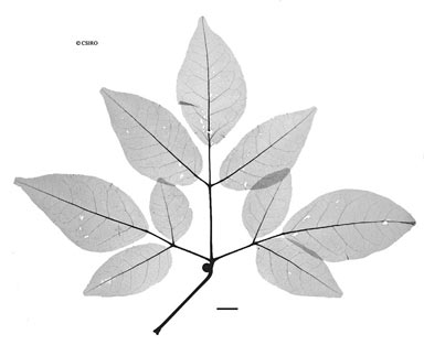 APII jpeg image of Petraeovitex multiflora  © contact APII