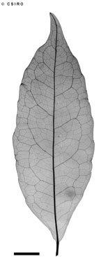 APII jpeg image of Doryphora aromatica  © contact APII