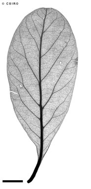 APII jpeg image of Endiandra bessaphila  © contact APII