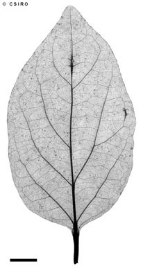 APII jpeg image of Gmelina fasciculiflora  © contact APII