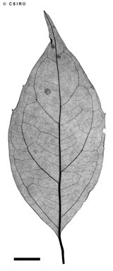 APII jpeg image of Levieria acuminata  © contact APII