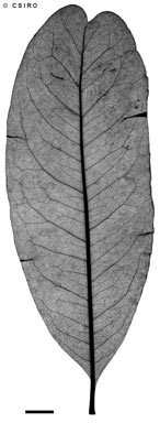APII jpeg image of Stenocarpus sinuatus  © contact APII