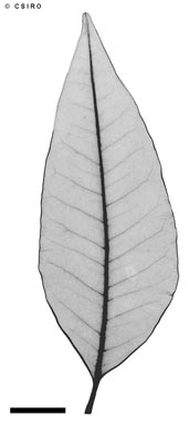 APII jpeg image of Flindersia acuminata  © contact APII