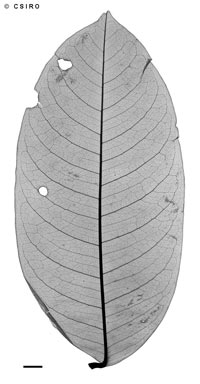 APII jpeg image of Mischocarpus grandissimus  © contact APII