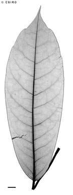 APII jpeg image of Schefflera actinophylla  © contact APII