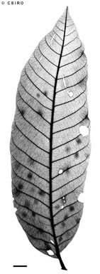 APII jpeg image of Chisocheton longistipitatus  © contact APII
