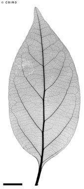 APII jpeg image of Endiandra acuminata  © contact APII