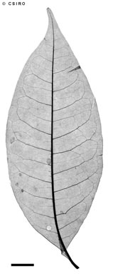 APII jpeg image of Melicope jonesii  © contact APII