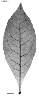 APII jpeg image of Helicia australasica  © contact APII