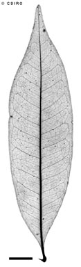 APII jpeg image of Sarcotoechia lanceolata  © contact APII
