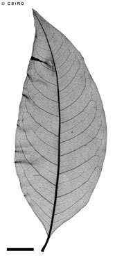 APII jpeg image of Mischocarpus stipitatus  © contact APII