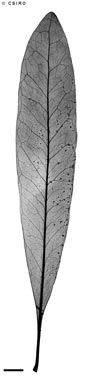 APII jpeg image of Placospermum coriaceum  © contact APII
