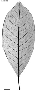 APII jpeg image of Ristantia pachysperma  © contact APII