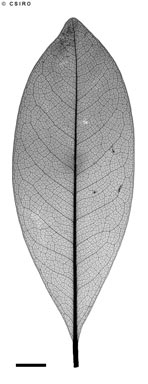 APII jpeg image of Endiandra microneura  © contact APII