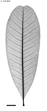 APII jpeg image of Cupaniopsis anacardioides  © contact APII