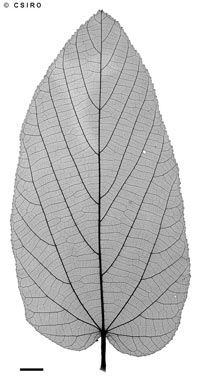 APII jpeg image of Trichospermum pleiostigma  © contact APII