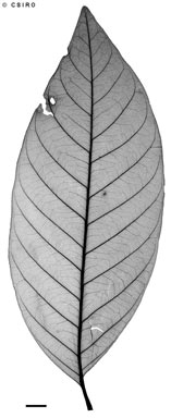 APII jpeg image of Dysoxylum alliaceum  © contact APII