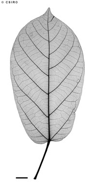 APII jpeg image of Sterculia quadrifida  © contact APII