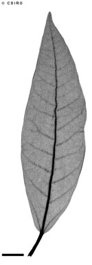 APII jpeg image of Ficus adenosperma  © contact APII