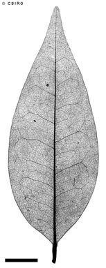 APII jpeg image of Xylopia monosperma  © contact APII