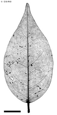 APII jpeg image of Phaleria biflora (C.T.White) Herber  © contact APII