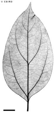 APII jpeg image of Cryptocarya exfoliata  © contact APII