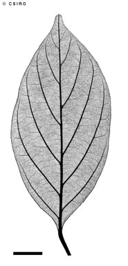 APII jpeg image of Endiandra monothyra subsp. trichophylla  © contact APII
