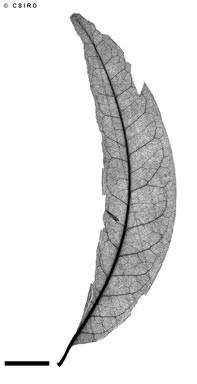 APII jpeg image of Ailanthus triphysa  © contact APII