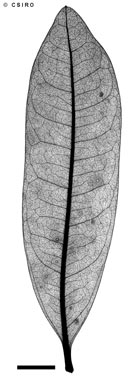 APII jpeg image of Nothorites megacarpus  © contact APII