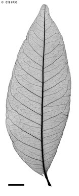 APII jpeg image of Tristiropsis acutangula  © contact APII