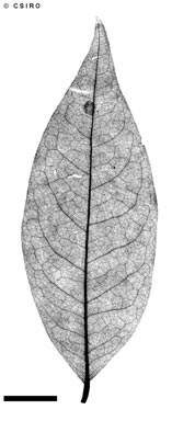 APII jpeg image of Meiogyne cylindrocarpa subsp. cylindrocarpa  © contact APII