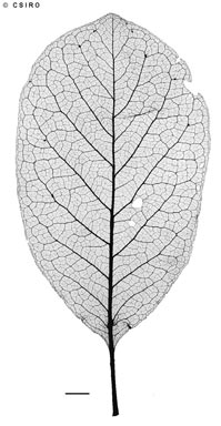 APII jpeg image of Terminalia platyphylla  © contact APII