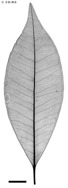APII jpeg image of Lenwebbia lasioclada  © contact APII