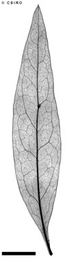 APII jpeg image of Notelaea longifolia  © contact APII