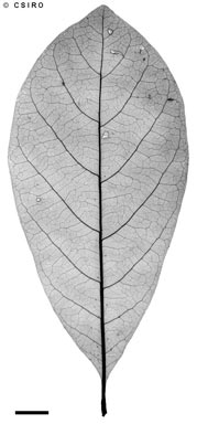 APII jpeg image of Vavaea australiana  © contact APII
