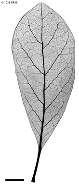 APII jpeg image of Terminalia subacroptera  © contact APII