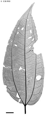 APII jpeg image of Celtis timoriensis  © contact APII