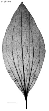 APII jpeg image of Stenocarpus verticis  © contact APII