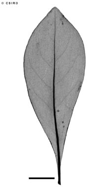 APII jpeg image of Psychotria fitzalanii  © contact APII