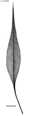 APII jpeg image of Codonocarpus attenuatus  © contact APII